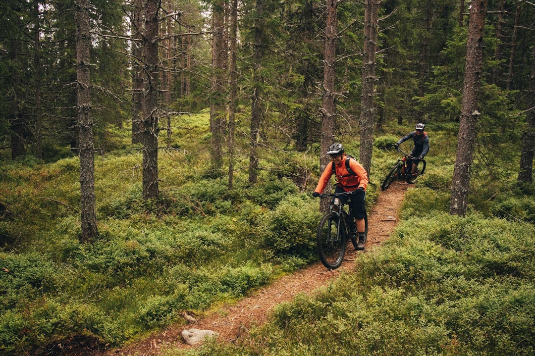 SMALE STIER: Trysil har markert seg som landets største destinasjon for terrengsykling, med både tilrettelagte og naturlige stier. Foto: Kristoffer H. Kippernes. stisykling i Trysil