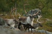 Dyrevelferd er det viktigste, mener villreinnemnda, og nå planlegges det hvordan reetableringen av villreinstammen i Nordfjella skal gjennomføres. Ill.foto: Åsgeir Størdal Dyrevelferd er det viktigste, mener villreinnemnda, og nå planlegges det hvordan reetableringen av villreinstammen i Nordfjella skal gjennomføres. Ill.foto: Åsgeir Størdal