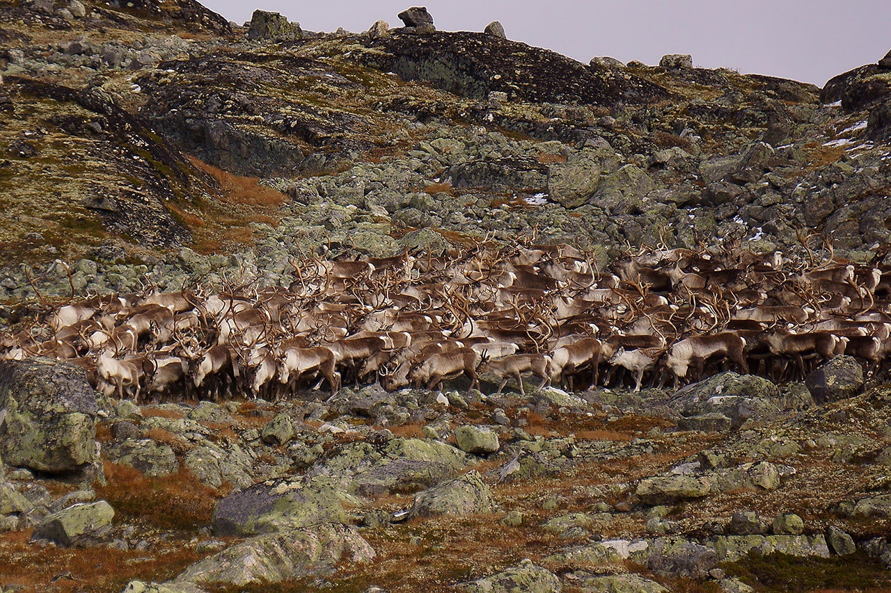 UROVEKKENDE: Fire villreinområder får gul klassifisering og seks villreinområder får rød klassifisering, men ingen får grønn. Foto: Åsgeir Størdal 