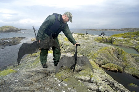 Jeger setter ut lokkefugler til skarvejakt