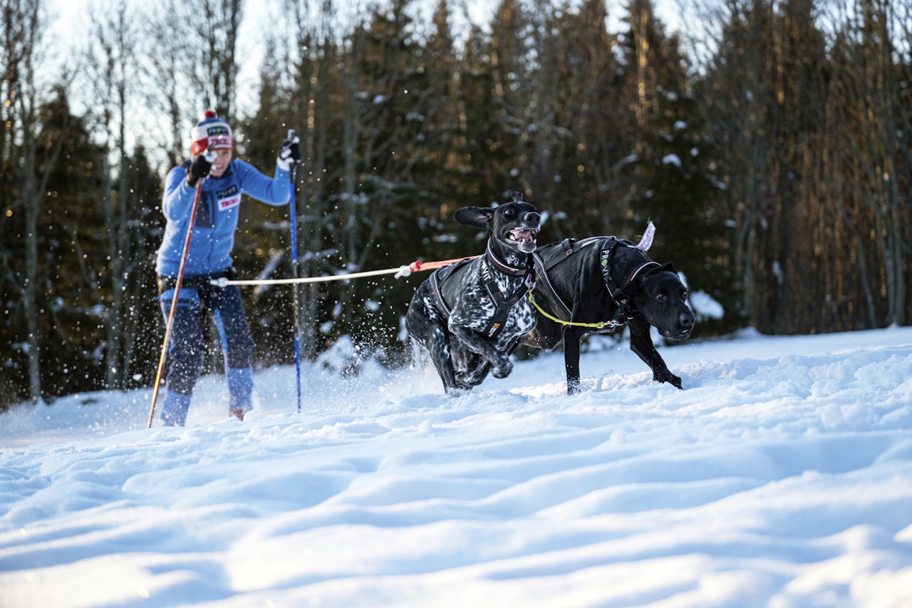 Trekkseler til hund: I vår test forklarer verdensmester Lena Boysen hvordan trekkseler skal sitte på hunden. Verdensmester Lena Boysen med hunder som trekker med trekksele foran.