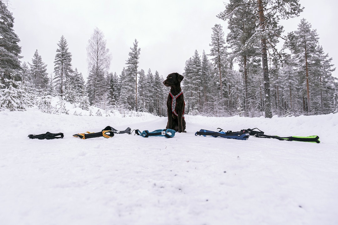 Hund foran et utvalg trekkseler, både nomeseler og justerbare seler.