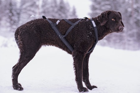 Yukon Nomesele Pro påmontert en retriever.