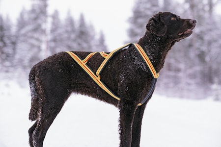 Troll Nomesele er et lysende eksempel i vår test av trekkseler til jakthunder. Jakthund av retriever-type med Troll Nomesele