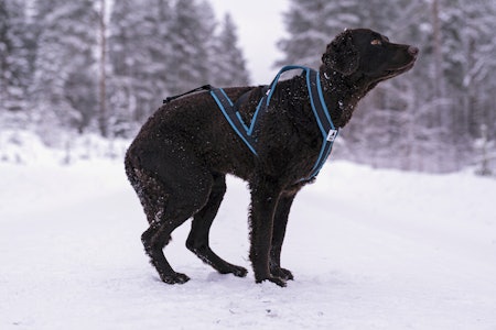 Hund med Yukon Nomesele pro (ny modell)