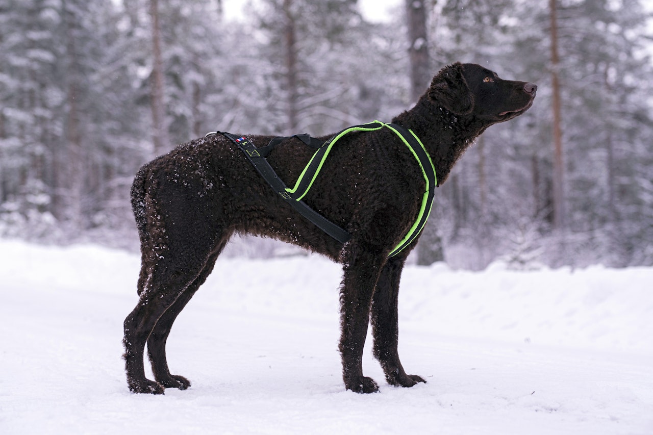 Test av trekkseler: Gresshoppa Femund nomesele pro er sydd annerledes enn de andre hundeselene i vår store test. Gresshoppa Femund nomesele pro testes på jakthund.