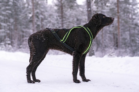 Test av trekkseler: Gresshoppa Femund nomesele pro er sydd annerledes enn de andre hundeselene i vår store test. Gresshoppa Femund nomesele pro testes på jakthund.