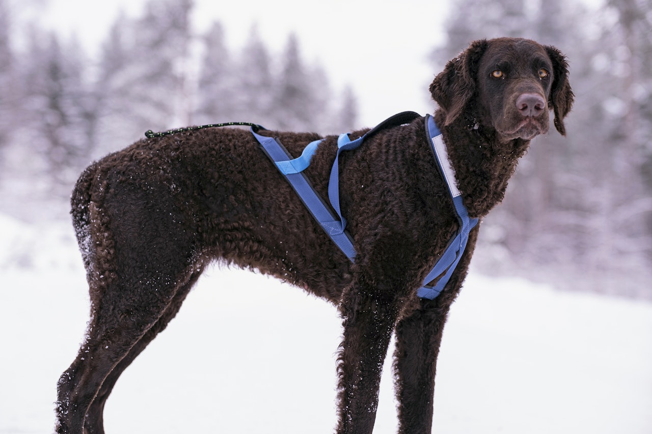 Gresshoppa Finnmark trekksele på en retriever.