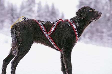 Test av trekkseler: ManMat Run Long er en forseggjort hundesele. ManMat Run Long trekksele montert og testet på hund