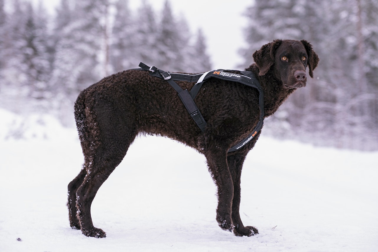 Test av trekkseler: Non-stop dogwear Freemotion harness trekksele er en justerbar sele. Non-stop dogwear Freemotion harness trekksele på jakthund.