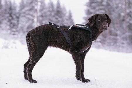 Non-stop dogwear Freemotion harness trekksele på jakthund.