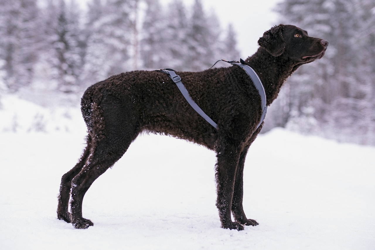 Test av trekksele: Seleverkstedet Trekreg Harness hundesele er en annerledes kombinertsele. Seleverkstedet Trekreg Harness trekksele montert på hund.