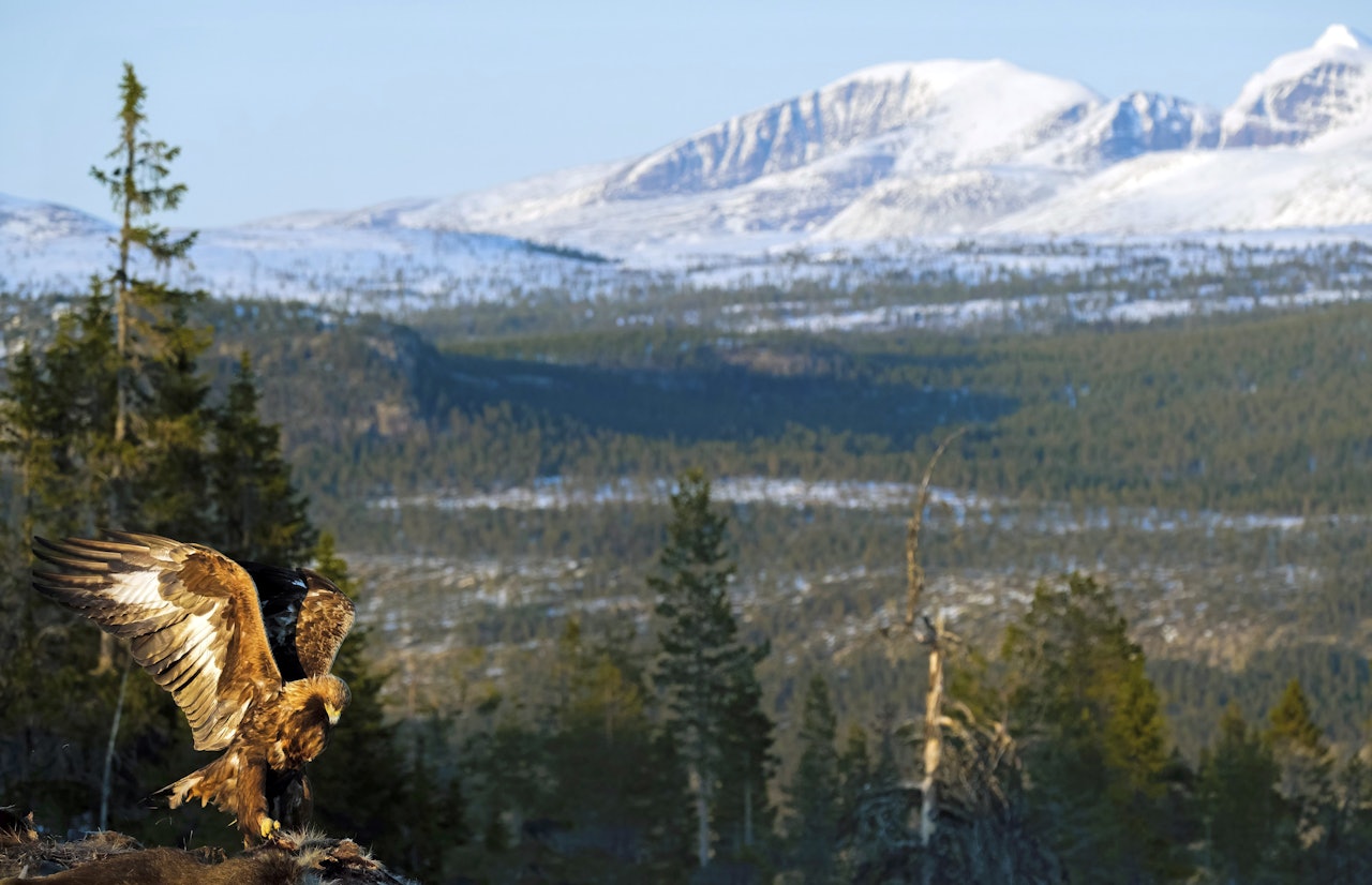 Foto: Jo Stenersen Kongeørn i ferd med å lande på åte, med snødekte fjell i bakgrunnen