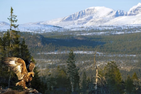 Foto: Jo Stenersen Kongeørn i ferd med å lande på åte, med snødekte fjell i bakgrunnen