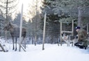 elghund trenes ved hegn med elg hos Viltgården på Iveland
