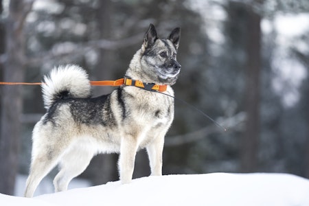 KNYTT BÅND: Nå må hunden være i bånd, hvis du skal på tur. Foto: Therese Norman Andersen