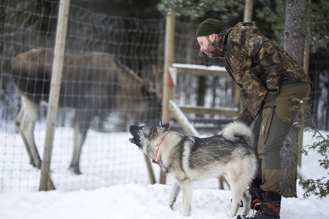 Varm i trøya: Elghunden Odin får ros av matfar og har blitt tydelig tryggere rundt elgene.