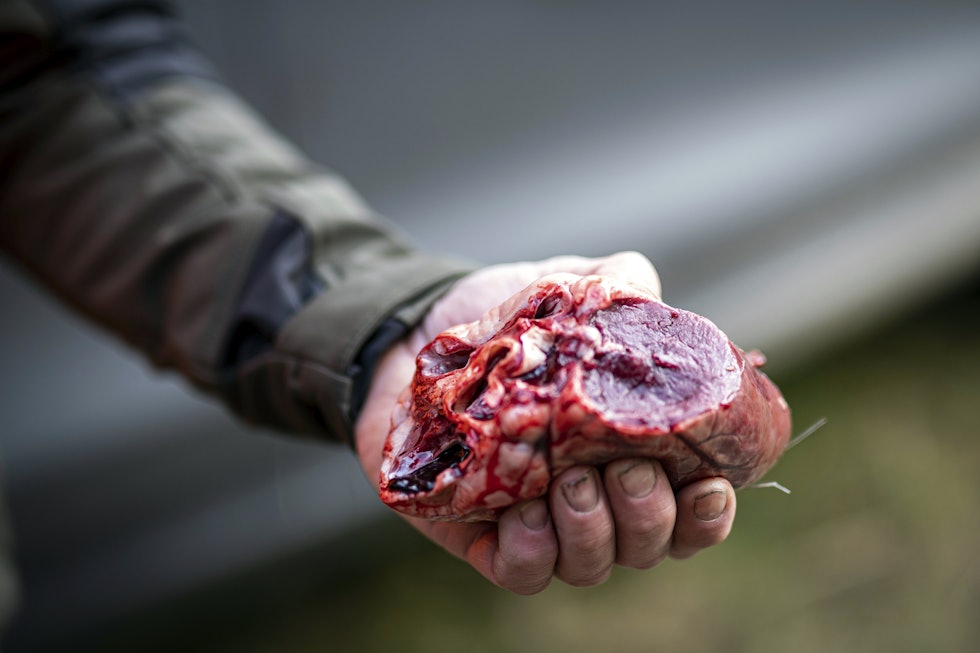 Hjertelig: Er elgbestanden høy der du bor, så er viltet også bærekraftig å spise. Særlig om du spiser hele dyret. Ferskt elghjerte er mat for mons. Foto: Alexander Schindler Hjertelig: Er elgbestanden høy der du bor, så er viltet også bærekraftig å spise. Særlig om du spiser hele dyret. Ferskt elghjerte er mat for mons. Foto: Alexander Schindler