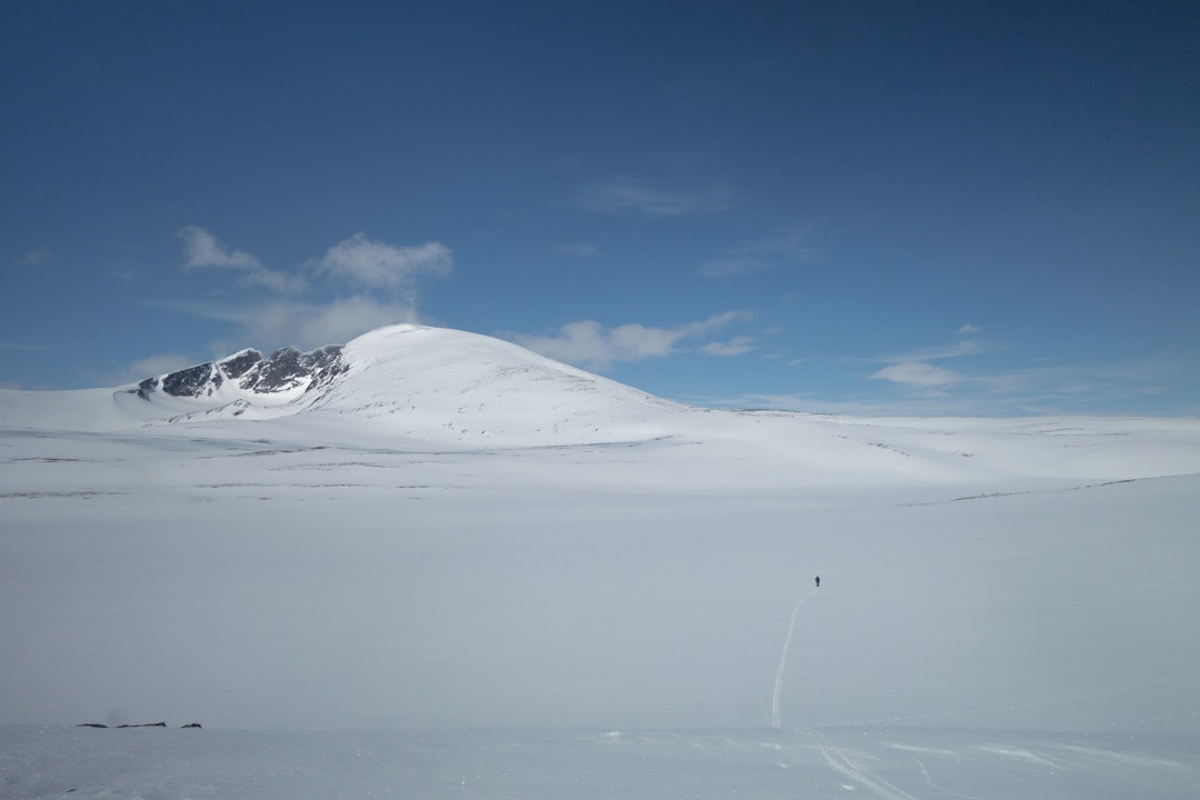TOPPEN AV DOVREFJELL: Vinterruta til Snøhetta er en lang skitur som starter ved E6 over Dovrefjell. 