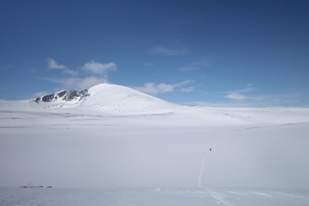 TOPPEN AV DOVREFJELL: Vinterruta til Snøhetta er en lang skitur som starter ved E6 over Dovrefjell. Foto: Erlend Sande snøhetta dovrefjell vinter
