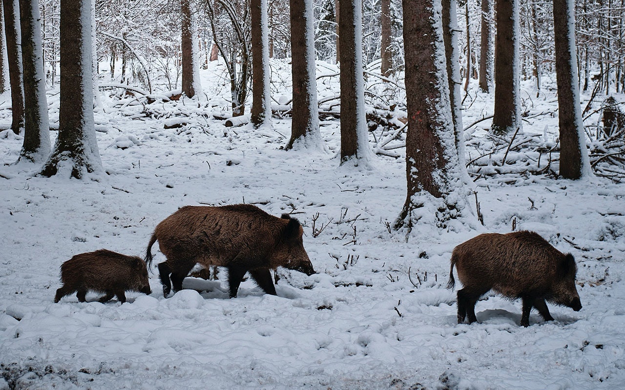 Mattilsynet øker satsen for å sende inn villsvinprøver. Innsenderne får også gratis undersøkelse for trikiner. (Ill.foto: Rolf Schmidbauer/ Unsplash) Villsvin på snødekt mark.
