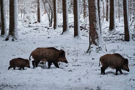 Etter at den store flokken med villsvin er observert i Våler i Innlandet har både landbrukskontoret og lokale jeger mobilisert seg. Se videoen av villsvinene i saken. Villsvin på snødekt mark.