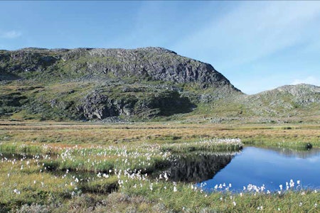 Ved Koppetjørnin like ved Søre Koppe (1403 moh.). Foto: Frank Ivar Hansen.