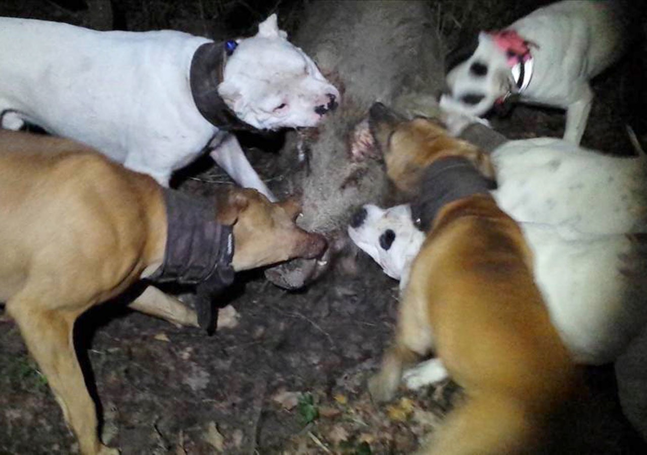 Hunder (amerikansk bulldog og terrier) dreper villsvin
