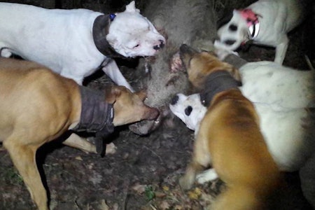 Dømt for catch-jakt i Norge: De to hovedmennene ble dømt for å ha utført catch-jakt i Norge, men var også flere turer i Frankrike der hundene ble brukt til å drepe villsvin. Hunder (amerikansk bulldog og terrier) dreper villsvin