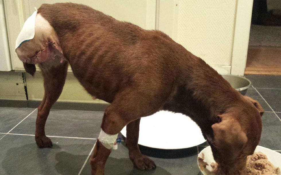 hund med tre bein etter å ha blitt skada på villsvinjakt