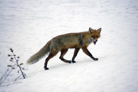 PRØVETAKER: Du kan få inntil 2500 kroner for revejakta i 2023, dersom du blir en av de utvalgte. (Foto: Kjell-Harald Myrseth) PRØVETAKER: Du kan få inntil 2500 kroner for revejakta i 2023, dersom du blir en av de utvalgte. (Foto: Kjell-Harald Myrseth)