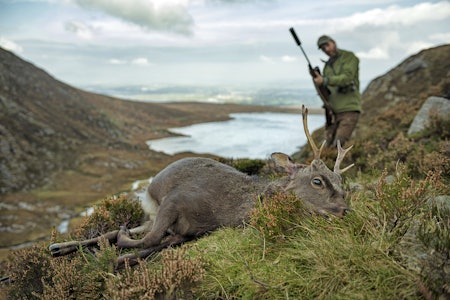 Hjortespøkelset: Det ble ikke en av de største sikahjortene denne gangen, men jaktopplevelsen var desto mektigere. Foto: Hans Berggren Sikahjort felt i Irland med jeger bak