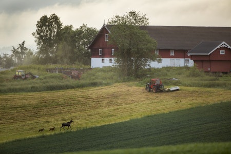 Elgku med to kalver løper over nyslått eng