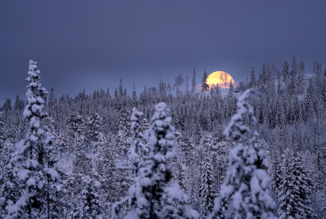 Magisk måne: Kort tid etter kommer månen sigende opp bak åskammen og gir oss en eventyrlig retur til setra.