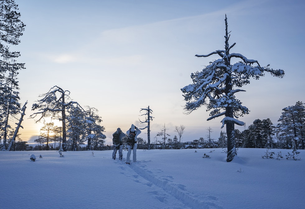 Solnedgang i Snåsafjella: I fjellskogen ved tiur-paradiset får vi en mektig solnedgang i desemberlyset. 