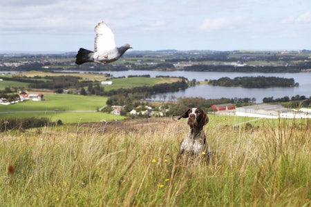 stående fuglehund som sitter i ro i oppflukt mens ei due flyr forbi