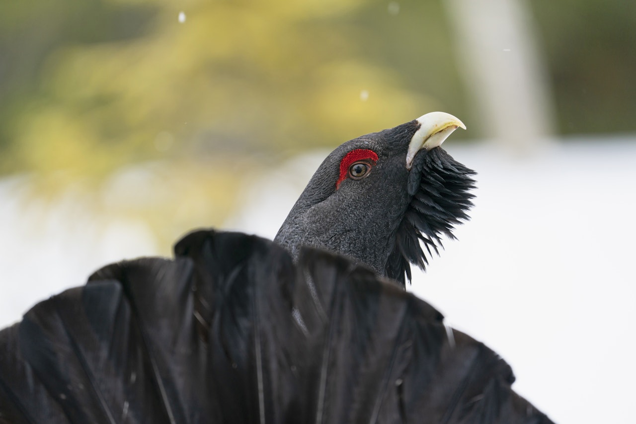FOTOKONKURRANSE: Sitter du med et blinkskudd? Send det inn og vinn fete premier! Foto: Christer Rognerud. FOTOKONKURRANSE: Sitter du med et blinkskudd? Send det inn og vinn fete premier! Foto: Christer Rognerud.