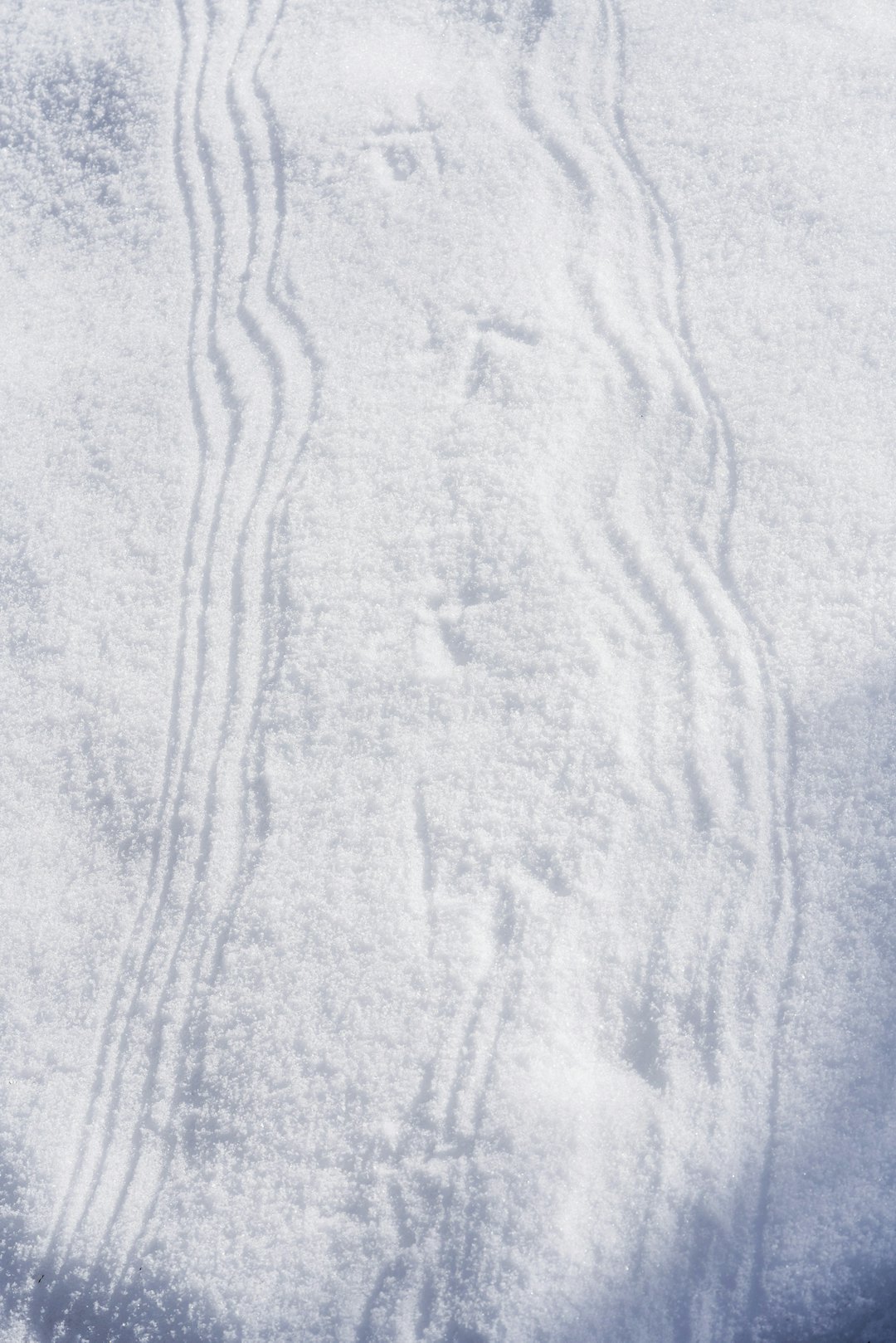 slepespor etter tiurvinger i snøen ved skogsfuglleik