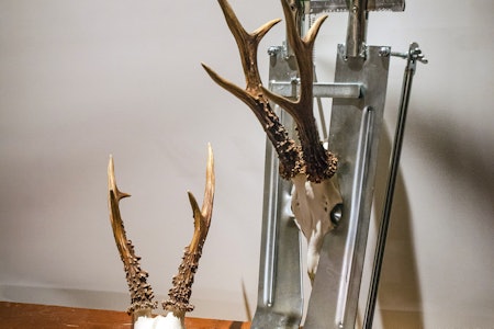 Sløv giljotin: Stativet til Akah skallesag gjør jobben mye enklere, men du bør kjøpe ei ny sag hvis du vil ha jobben gjort pent. Rådyrgevir montert i Akah skallesag