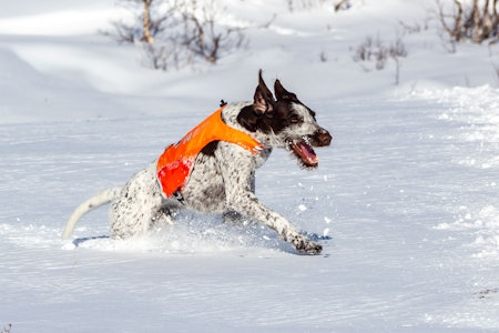 TITTELFORSVARER: Den strihårede vorsteheren Speldraget’s J-The Boss vant i fjor, og er på plass på Andøya også i år. Stående fuglehund strihåret vorsteher under jakt i snø