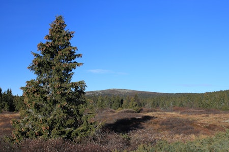 Nevelfjell (1089 moh.) sett fra Nordseter hvor fjellgranskogen dominerer landskapet. Nevelfjell i Gudbrandsdalen