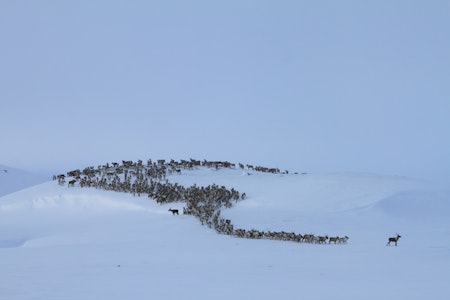 TILTAK: Det anbefales et ekstraordinært uttak av voksne bukker i vinter. (Ill.foto: Frank Ivar Hansen)