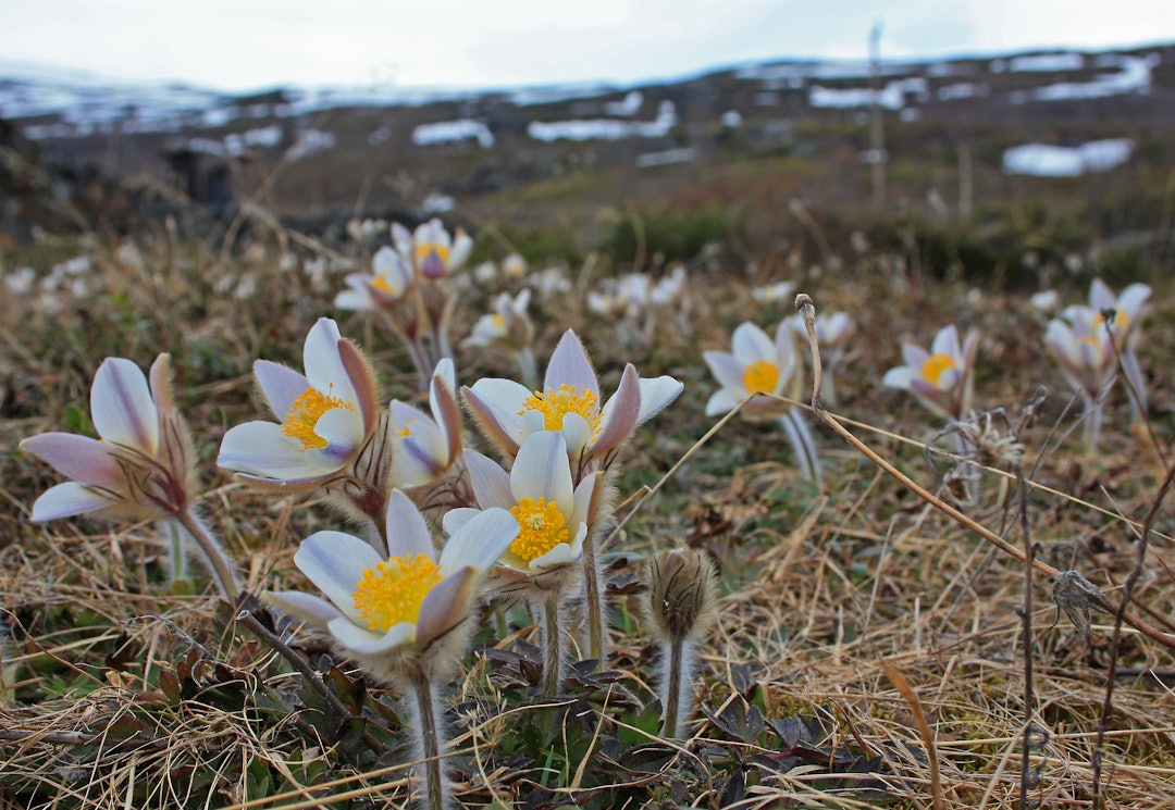 Mogopen er en vanlig plante i Skåbu. Den er den første planten som blomstrer i høyfjellet etter vinteren. Mogop er fylkesblomst for Oppland. Foto: Egil Skredemellom