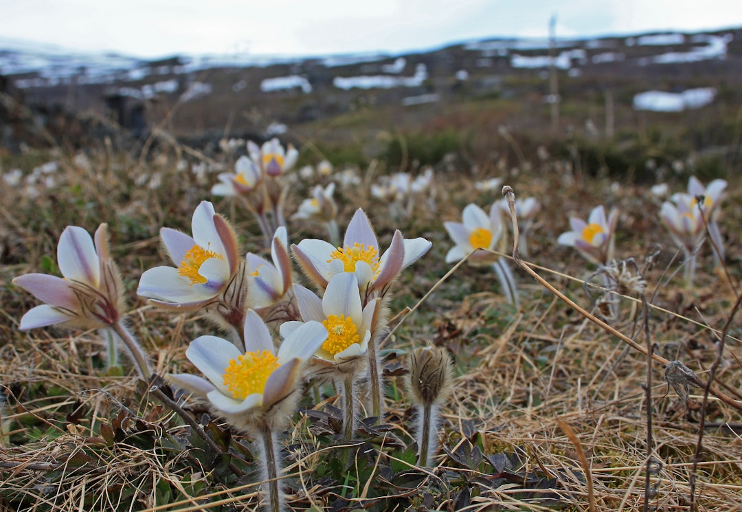 Mogopen er en vanlig plante i Skåbu. Den er den første planten som blomstrer i høyfjellet etter vinteren. Mogop er fylkesblomst for Oppland. Foto: Egil Skredemellom Mogopen er en vanlig plante i Skåbu. Den er den første planten som blomstrer i høyfjellet etter vinteren. Mogop er fylkesblomst for Oppland. Foto: Egil Skredemellom
