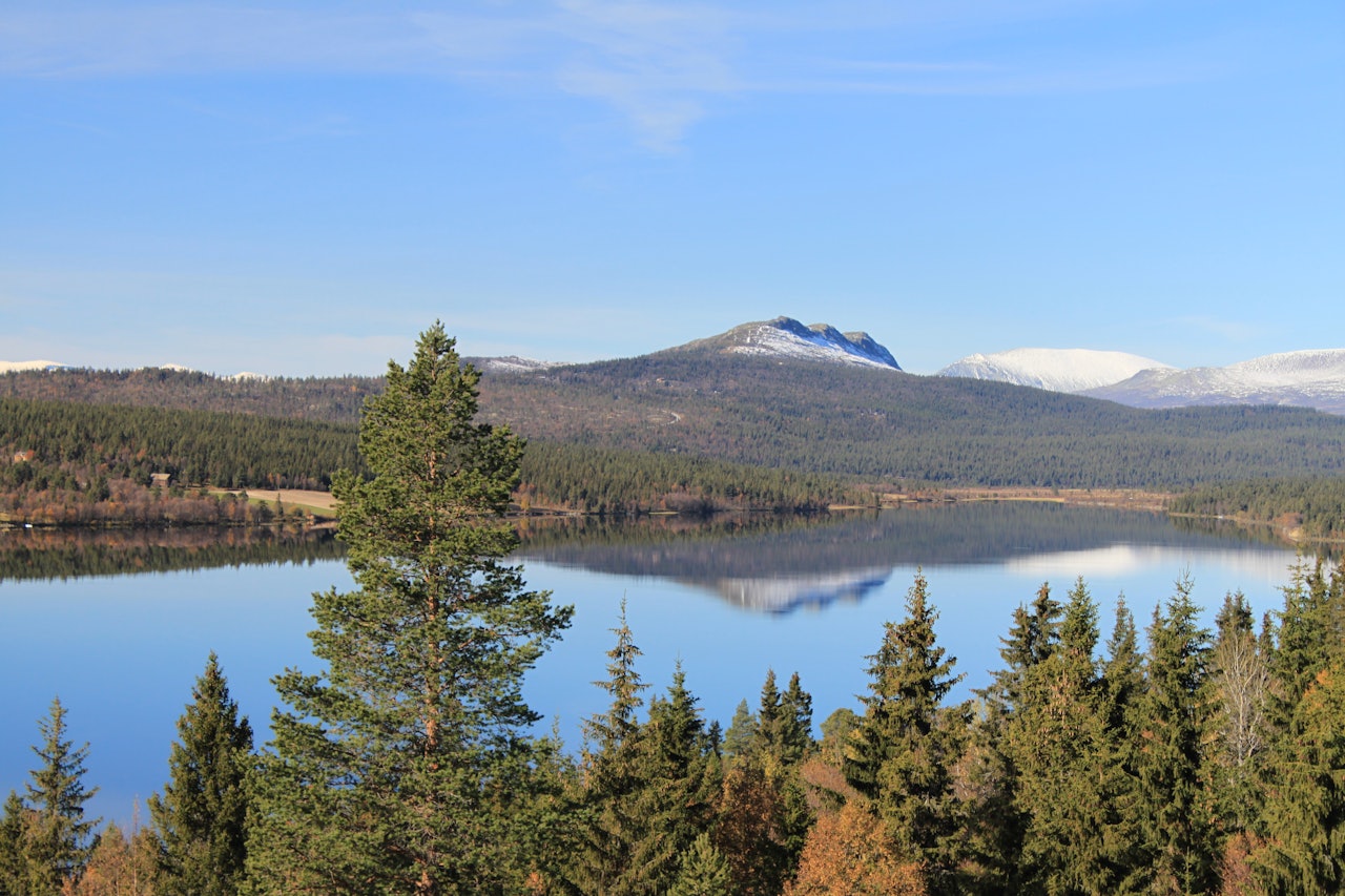 Feforkampen en klar høstdag (1160 moh.).