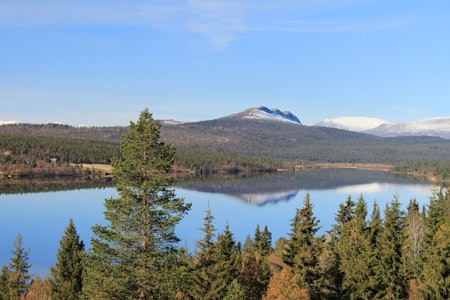 Feforkampen en klar høstdag (1160 moh.). Feforkampen en klar høstdag (1160 moh.).