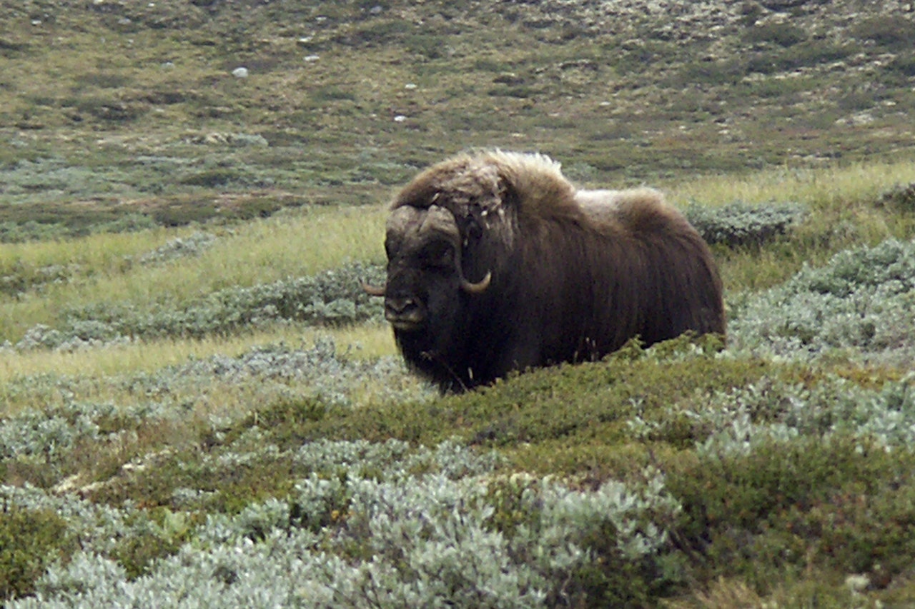 Moskusen er symbolet på Dovre.