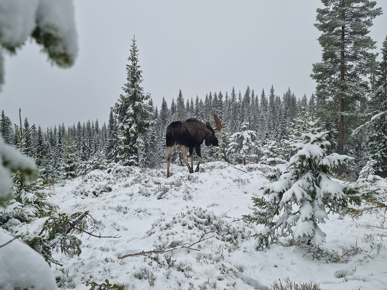 Stor elgokse går inn i snødekt skog