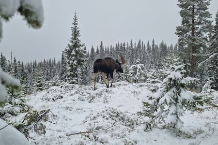 Stor elgokse går inn i snødekt skog