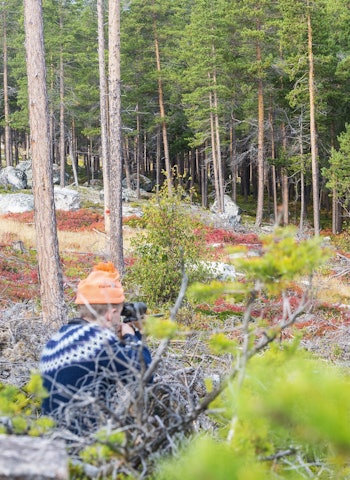 Ustøkte dyr: Det er ikke uvanlig at den oppmerksomme jeger får ustøkte dyr på post. Slike opplevelser går den ukonsentrerte jegeren hus forbi. Oksen var i minste laget for frikortet og fikk gå videre her. Elgjeger på post sikter på elg som går i skogkanten.